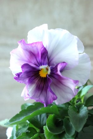 画像2: Fee des neiges  "フェデネージュ ブルー/パープル" No.20