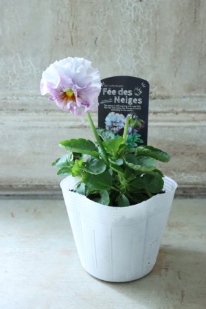 画像4: Fee des neiges  "フェデネージュ ブルー/パープル" No.5