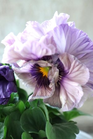 画像3: Fee des neiges Crepe Noble "フェデネージュ クレープ ノーブル" No.19