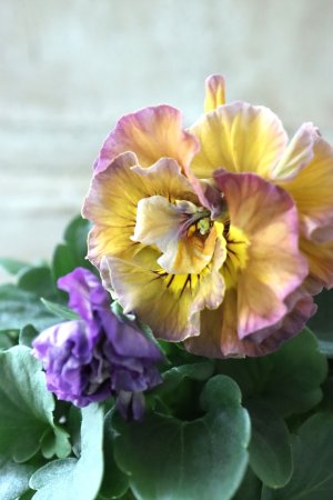 画像1: Fee des neiges Crepe Noble "フェデネージュ クレープ ノーブル" No.20