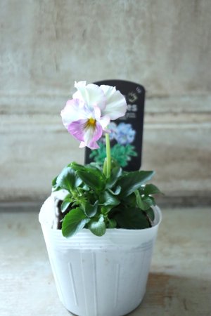 画像4: Fee des neiges  "フェデネージュ ブルー/パープル" No.2