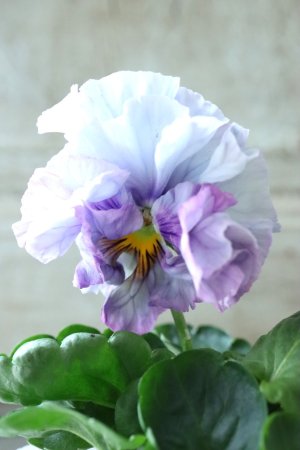 画像3: Fee des neiges Crepe Noble "フェデネージュ クレープ ノーブル" No.16