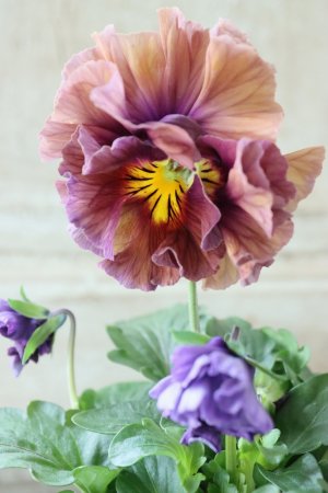 画像3: Fee des neiges Crepe Noble "フェデネージュ クレープ ノーブル" No.6