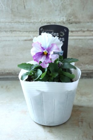 画像4: Fee des neiges  "フェデネージュ ブルー/パープル" No.4