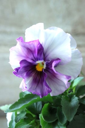 画像3: Fee des neiges  "フェデネージュ ブルー/パープル" No.20