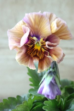 画像2: Fee des neiges Crepe Noble "フェデネージュ クレープ ノーブル" No.3