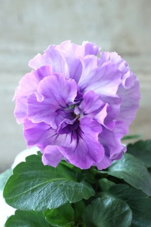 画像1: Fee des neiges  "フェデネージュ ブルー/パープル" No.3