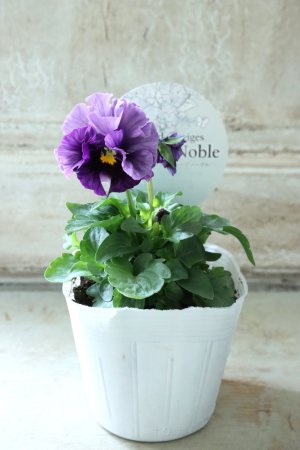 画像4: Fee des neiges Crepe Noble "フェデネージュ クレープ ノーブル" No.14