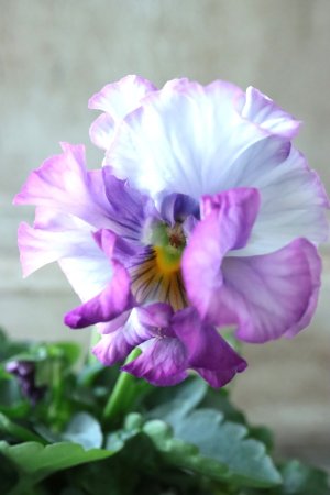 画像2: Fee des neiges  "フェデネージュ ブルー/パープル" No.13