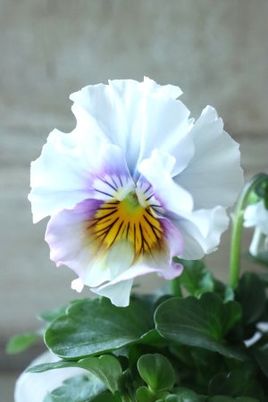 画像2: Fee des neiges  "フェデネージュ ブルー/パープル" No.8