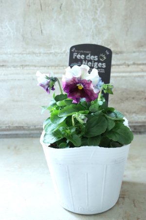 画像4: Fee des neiges  "フェデネージュ ブルー/パープル" No.14