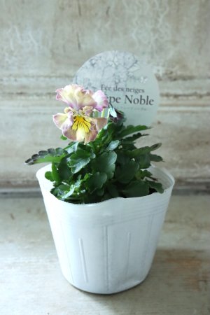 画像4: Fee des neiges Crepe Noble "フェデネージュ クレープ ノーブル" No.8