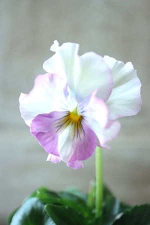 画像1: Fee des neiges  "フェデネージュ ブルー/パープル" No.2