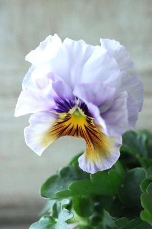 画像3: Fee des neiges Crepe Noble "フェデネージュ クレープ ノーブル" No.7