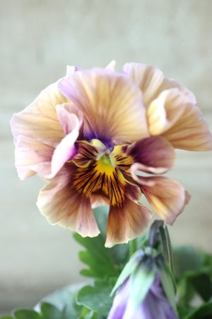 画像1: Fee des neiges Crepe Noble "フェデネージュ クレープ ノーブル" No.3