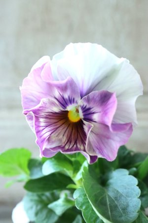 画像1: Fee des neiges  "フェデネージュ ブルー/パープル" No.6