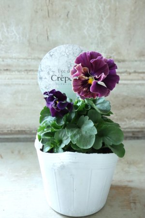 画像4: Fee des neiges Crepe Noble "フェデネージュ クレープ ノーブル" No.17