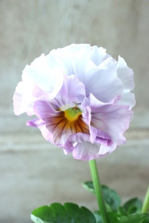 画像1: Fee des neiges  "フェデネージュ ブルー/パープル" No.5