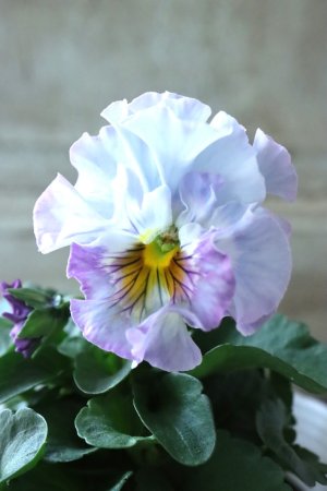 画像3: Fee des neiges  "フェデネージュ ブルー/パープル" No.16