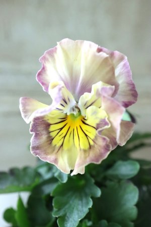 画像3: Fee des neiges Crepe Noble "フェデネージュ クレープ ノーブル" No.8