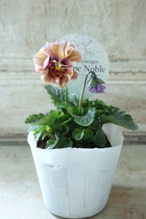 画像4: Fee des neiges Crepe Noble "フェデネージュ クレープ ノーブル" No.3