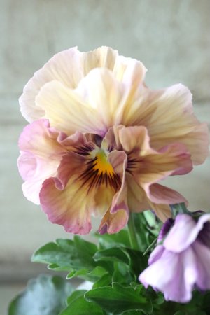 画像2: Fee des neiges Crepe Noble "フェデネージュ クレープ ノーブル" No.5