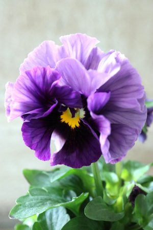 画像2: Fee des neiges Crepe Noble "フェデネージュ クレープ ノーブル" No.14