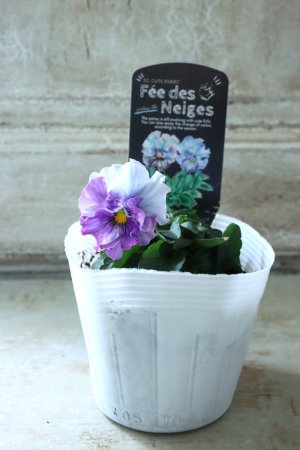画像4: Fee des neiges  "フェデネージュ ブルー/パープル" No.18