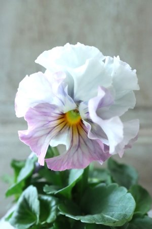 画像2: Fee des neiges  "フェデネージュ ブルー/パープル" No.10