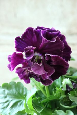 画像2: Fee des neiges Crepe Noble "フェデネージュ クレープ ノーブル" No.11