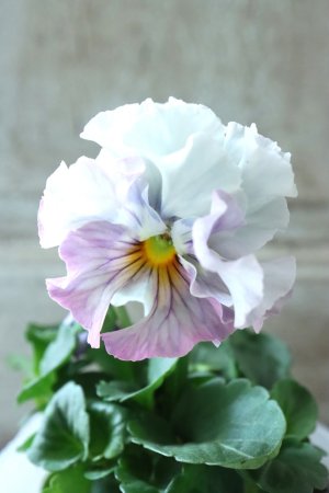 画像1: Fee des neiges  "フェデネージュ ブルー/パープル" No.10