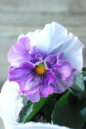 画像2: Fee des neiges  "フェデネージュ ブルー/パープル" No.18