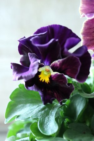 画像2: Fee des neiges Crepe Noble "フェデネージュ クレープ ノーブル" No.17