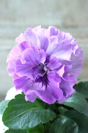 画像2: Fee des neiges  "フェデネージュ ブルー/パープル" No.3