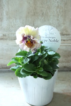 画像4: Fee des neiges Crepe Noble "フェデネージュ クレープ ノーブル" No.15