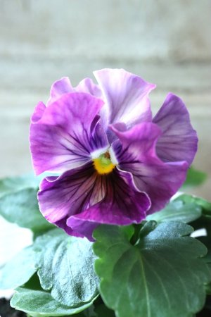 画像3: Fee des neiges  "フェデネージュ ブルー/パープル" No.9