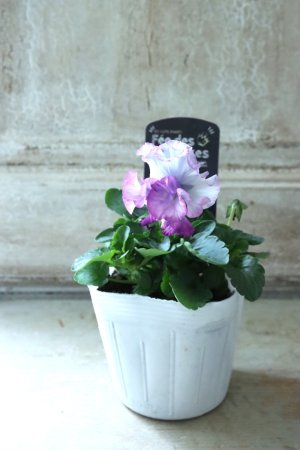 画像4: Fee des neiges  "フェデネージュ ブルー/パープル" No.13