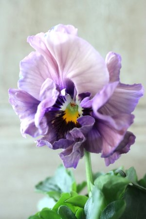 画像2: Fee des neiges Crepe Noble "フェデネージュ クレープ ノーブル" No.9