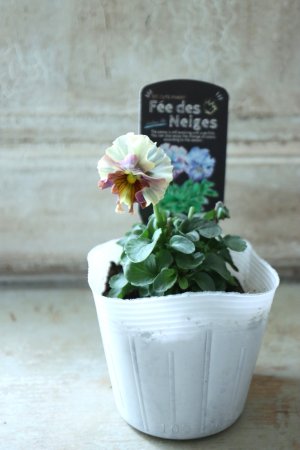 画像4: Fee des neiges  "フェデネージュ ブルー/パープル" No.1