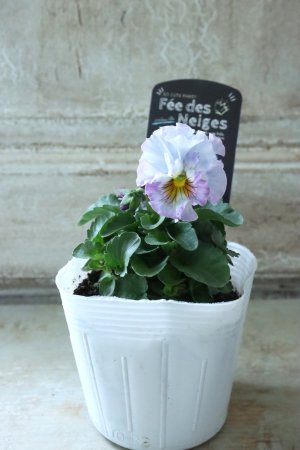 画像4: Fee des neiges  "フェデネージュ ブルー/パープル" No.16