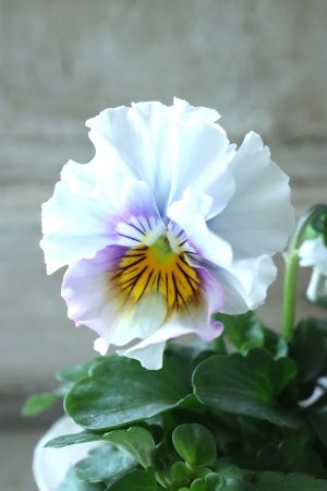 画像3: Fee des neiges  "フェデネージュ ブルー/パープル" No.8