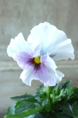 画像3: Fee des neiges  "フェデネージュ ブルー/パープル" No.11