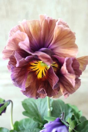 画像2: Fee des neiges Crepe Noble "フェデネージュ クレープ ノーブル" No.6