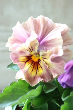 画像1: Fee des neiges Crepe Noble "フェデネージュ クレープ ノーブル" No.1