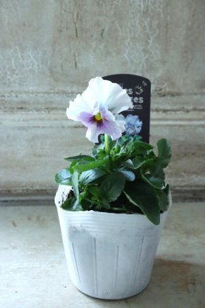 画像4: Fee des neiges  "フェデネージュ ブルー/パープル" No.11