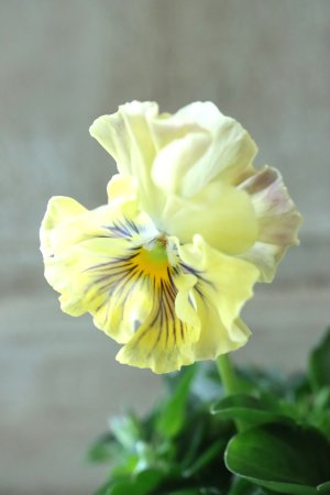 画像2: Fee des neiges Crepe Noble "フェデネージュ クレープ ノーブル" No.13