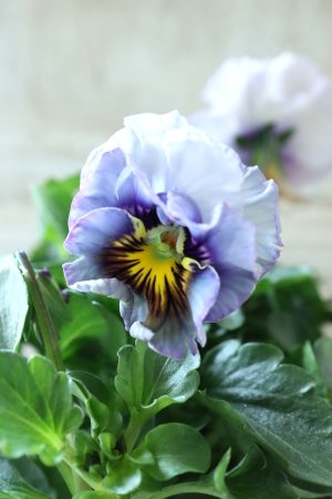 画像2: Fee des neiges Crepe Noble "フェデネージュ クレープ ノーブル" No.7