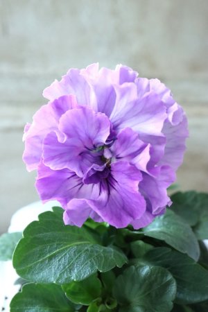 画像3: Fee des neiges  "フェデネージュ ブルー/パープル" No.3