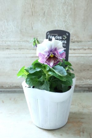 画像4: Fee des neiges  "フェデネージュ ブルー/パープル" No.6