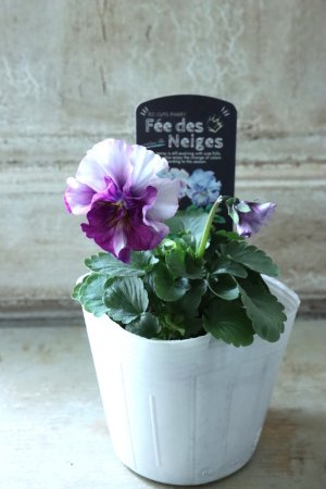 画像4: Fee des neiges  "フェデネージュ ブルー/パープル" No.12